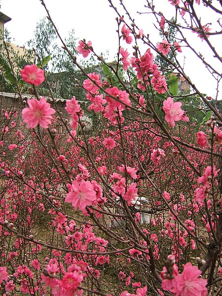 Tập_tin:Prunus_persica_(Nhat_Tan)_4.jpg