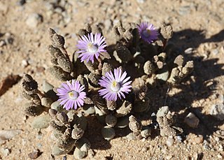 <i>Psammophora</i> Genus of succulents