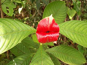 Psychotria elata - FLOR BESO.jpg
