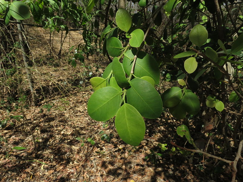 File:Pterocarpus santalinus 06.JPG