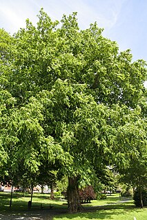 <i>Pterocarya fraxinifolia</i> species of plant