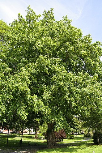 Caucasian wingnut tree Pterocarya fraxinifolia JPG3a.jpg