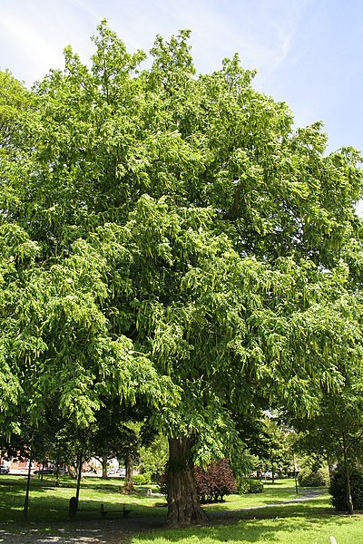 File:Pterocarya fraxinifolia JPG3a.jpg