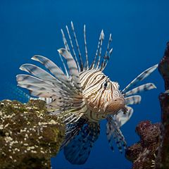 Крылатка фото. Крылатка-Зебра чернополосая. Крылатка Pterois volitans. Крылатка-Зебра чернополосая (дьявол) (Pterois volitans). Крылатка-Зебра рыба Лев.