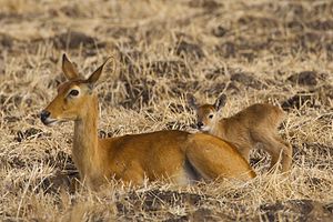 Puku female, South Luangwa.jpg