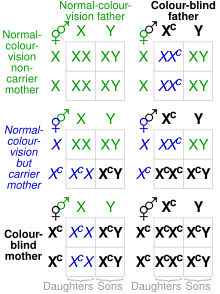 Punnett squares for each combination of parents' colour vision status giving probabilities of their offsprings' status, each cell having 25% probability in theory. Punnett square colour blindness.svg