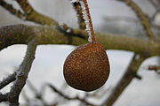 秋子梨 Ussurian pear