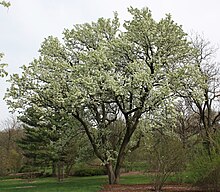 Pyrus calleryana.JPG