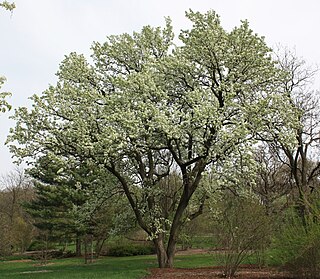 <i>Pyrus calleryana</i> Species of plant (type of pear tree)