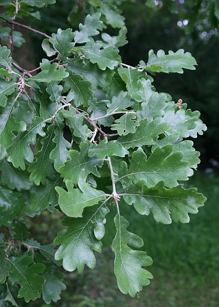 Разновидности дуба. Дуб пушистый  (Quercus pubescens Willd. Дуб скальный (Quercus petraea). Quercus petraea Крым. Дуб черешчатый ножкоцветный (Quercus Robur pedunculiflora).