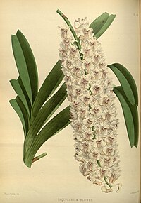 plate 169 Saccolabium blumei Rhynchostylis retusa