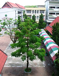 Chiang Rai Witthayakhom School School in Chiang Rai, Mueang District, Chiang Rai Province, Thailand