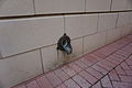 Spout of an internal rain gutter on a wall. Located on the west side of the inlet of 4115 Campbell Avenue, Arlington, VA 22206.