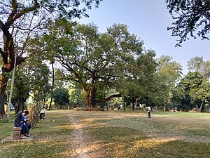 Ramna Botmul in Ramna Park .jpg