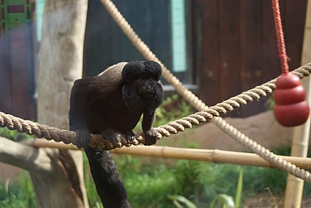 Red-backed Bearded Saki.jpg