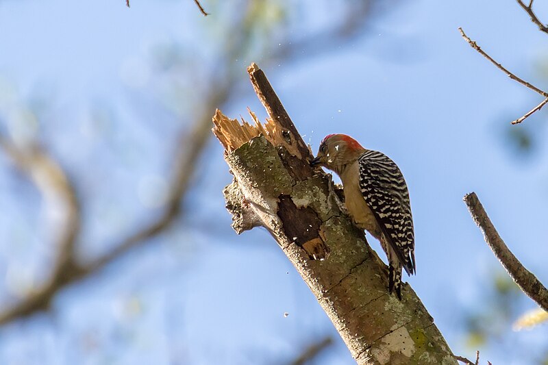 File:Red-crowned Woodpecker Carpintero Habado (Melanerpes rubricapillus rubricapillus) (♂) (13158571903).jpg