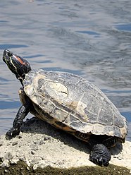 A red-eared slider turtle at the river