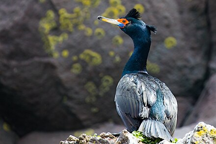 Nasdrovia - Liens d'Ilya  440px-Red-faced_Cormorant_on_St._Paul_Island_by_Lisa_Hupp_USFWS