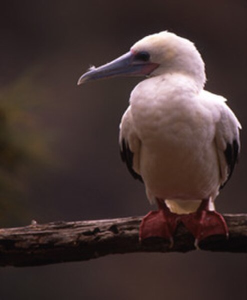 The red-footed booby can be seen year-round on Kilauea Point.