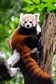 Red Panda (20679722094).jpg
