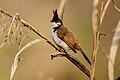 * Nomination Red whiskered Bulbul (Pycnonotus jocosus) --Nirmal Dulal 04:37, 25 March 2019 (UTC) * Promotion Good quality, but note rule #3 under "Image page requirements" above: "Quality images shall have a meaningful file name". When this image has a meaningful file name, I will support. -- Ikan Kekek 05:02, 25 March 2019 (UTC) Thanks Ikan Kekek, I requested for renaming. - Nirmal Dulal 06:20, 25 March 2019 (UTC)  Done- Nirmal Dulal 09:19, 25 March 2019 (UTC)  Support Thank you. Good quality. -- Ikan Kekek 03:07, 26 March 2019 (UTC)