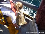 Releasing tagged blonde ray (Raja brachyura).