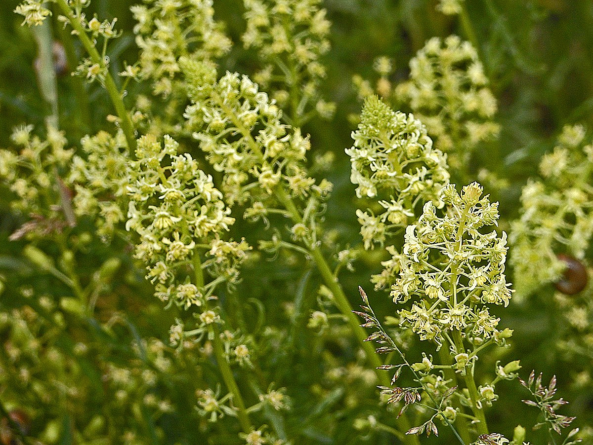 Reseda Phyteuma