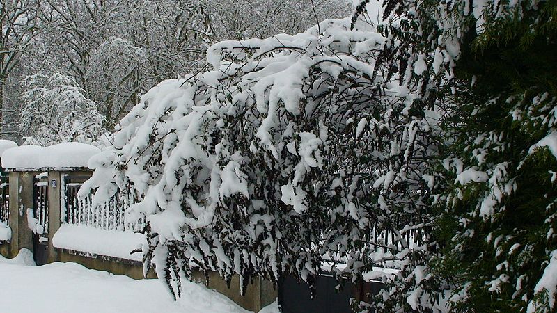File:Ressons sous la neige.5.jpg