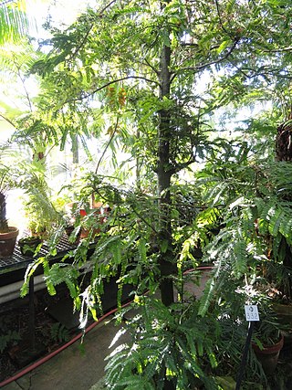 <i>Retrophyllum</i> Genus of conifers