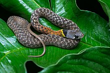 Rhabdophis subminiatus-Qizil bo'yinli keelback.jpg