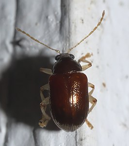 Rhabdopterus