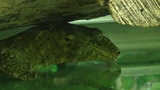 Rhacodactylus leachianus - гигантский геккон из Новой Каледонии - Ménagerie Paris 07.JPG