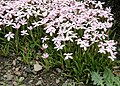 Rhodohypoxis baurii