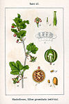 Ribes uva-crispa Sturm07047.jpg