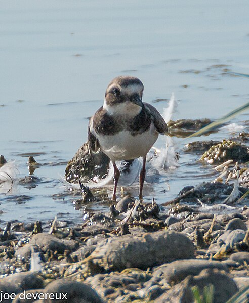 File:Ringed Plover at RSPB Minsmere, Suffolk (29153923501).jpg