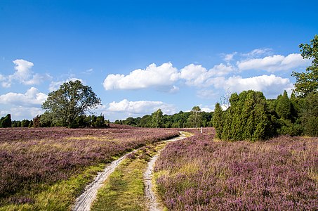 "Ringwallheide_Niederhaverbeck.jpg" by User:Nightflyer