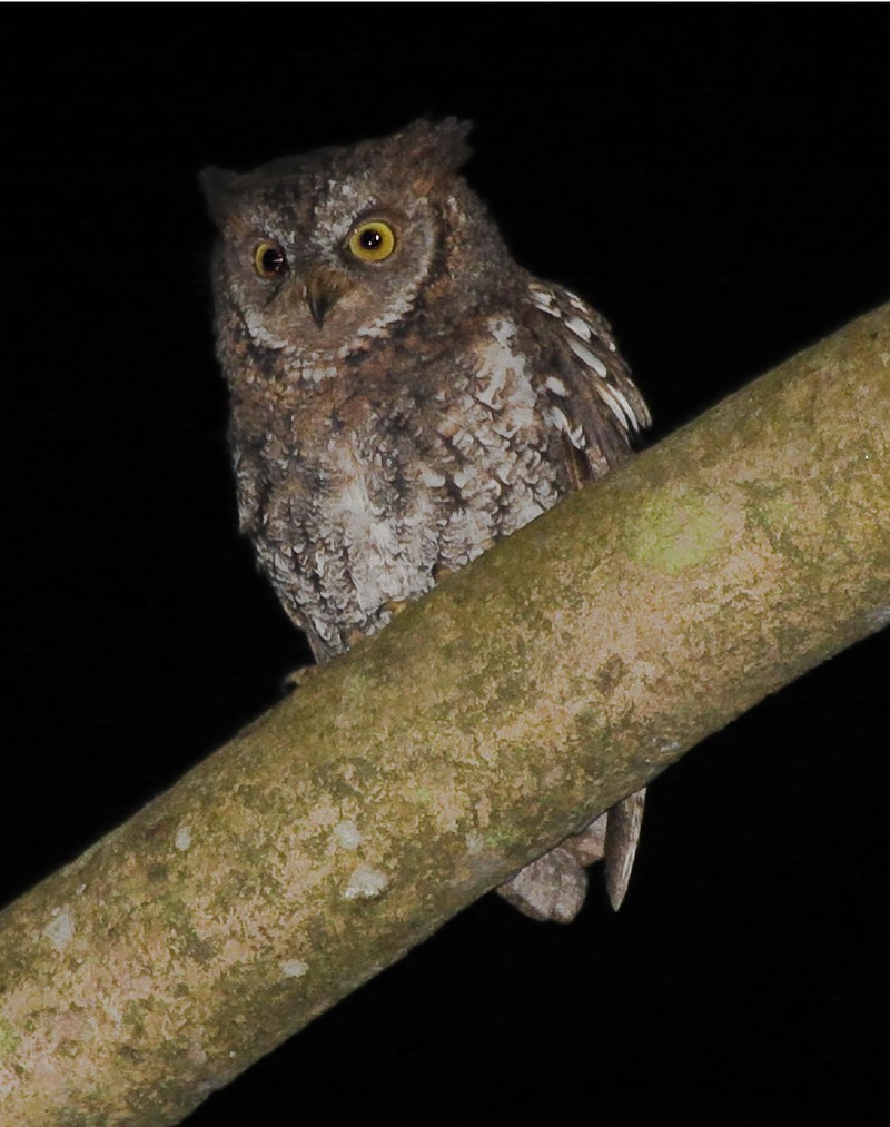 Rinjani Scops Owl Otus jolandae, Lombok - journal.pone.0053712.g001-left.png