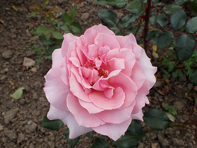 File:Rosa 'Dr. Paul Menzel' kz02.jpg