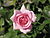 Sorta rosa Bonica 82 3.JPG