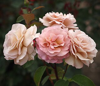 <i>Rosa</i> Spiced Coffee Pale beige hybrid tea rose