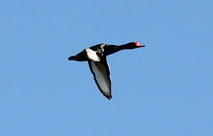 Rosy-billed Pochard (Netta peposaca) (15929956376).jpg