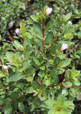 <i>Rotula aquatica</i> Species of flowering plants in the family Boraginaceae