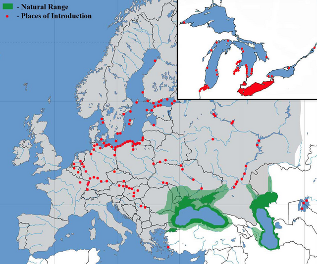 Розповсюдження бичка-кругляка