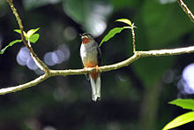 Rufous-throated Solitaire.jpg