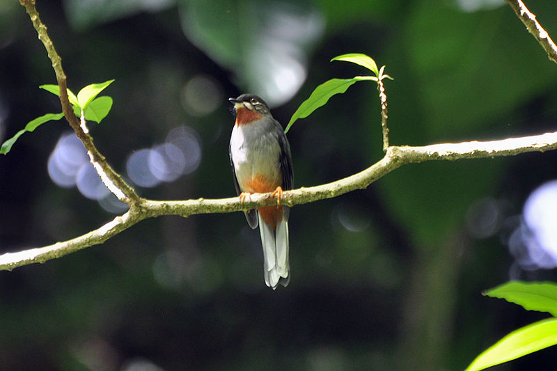 File:Rufous-throated Solitaire.jpg