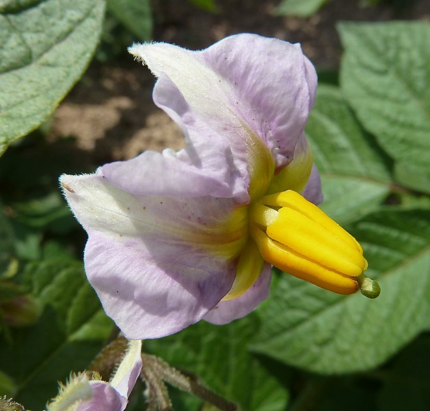 File:S. tuberosum-flor-1.JPG