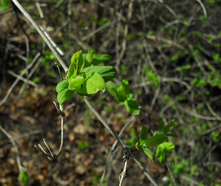 File:SDC11241 - Lonicera tatarica.JPG