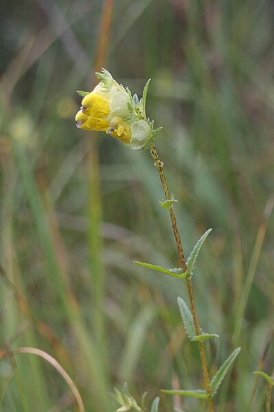 File:Saaremaa robirohu õis.jpg