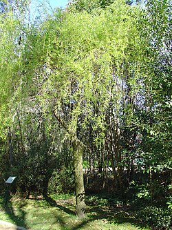 Salix babylonica re.JPG