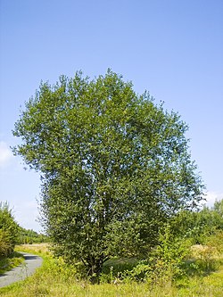 Salix caprea 036.jpg